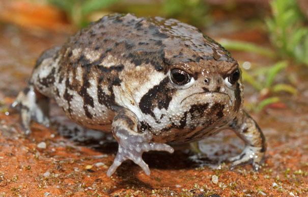 emusta
